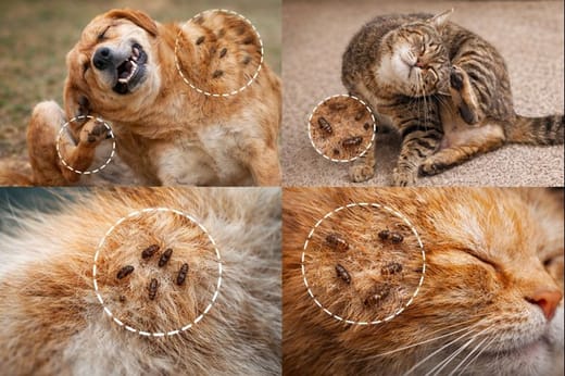 бълхи по животните